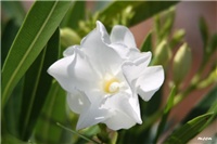 d24f5f1b-IMG_7314 oleander.jpg